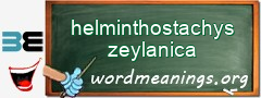 WordMeaning blackboard for helminthostachys zeylanica